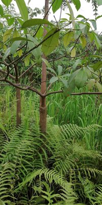 Alstonia congensis Engl.: bark