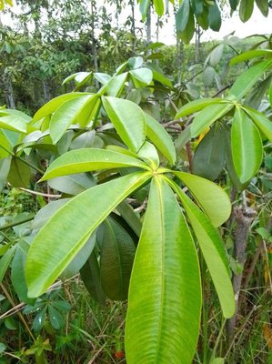 Alstonia congensis Engl.: leaf