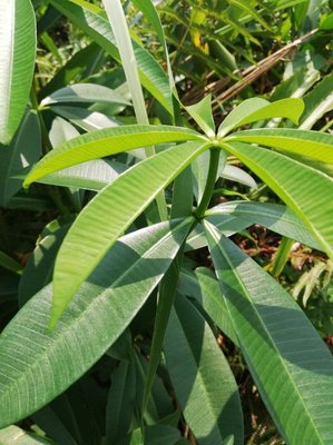 Alstonia congensis Engl.: leaf