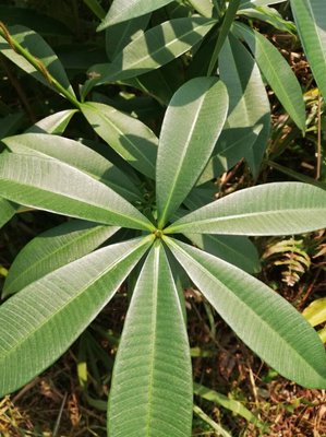 Alstonia congensis Engl.: leaf