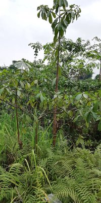 Alstonia congensis Engl.: leaf