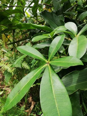 Alstonia congensis Engl.: leaf