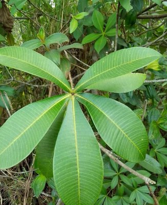 Alstonia congensis Engl.: leaf
