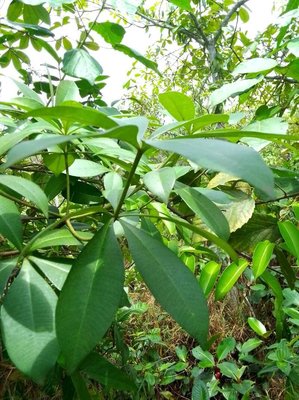 Alstonia congensis Engl.: leaf