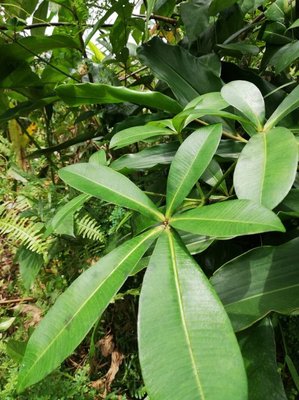 Alstonia congensis Engl.: leaf