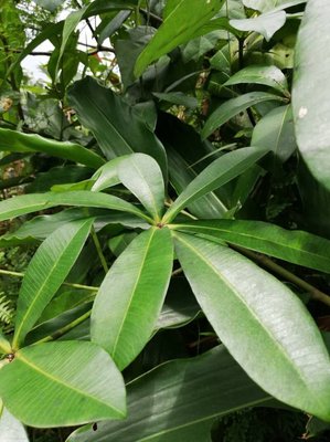 Alstonia congensis Engl.: leaf