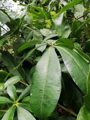 Alstonia congensis Engl.: leaf