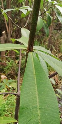 Alstonia congensis Engl.: leaf