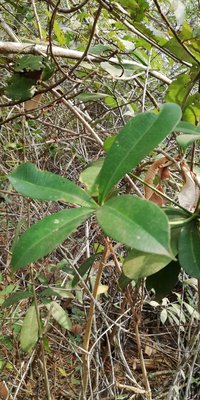 Alstonia congensis Engl.: leaf