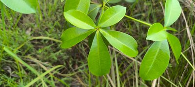 Alstonia congensis Engl.: leaf