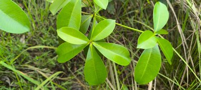 Alstonia congensis Engl.: leaf