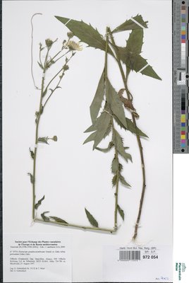 Hieracium pseudocorymbosum subsp. petryanum (Zahn) Zahn