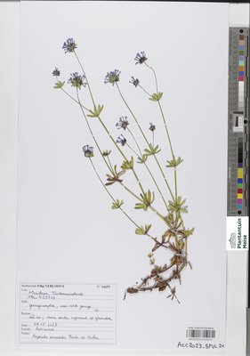 Asperula orientalis Boiss. & Hohen.