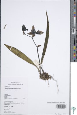 Ancistrochilus rothschildianus O'Brien