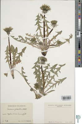 Taraxacum glossocentrum Dahlst.