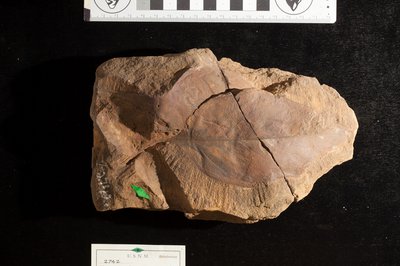 USNM P 2742