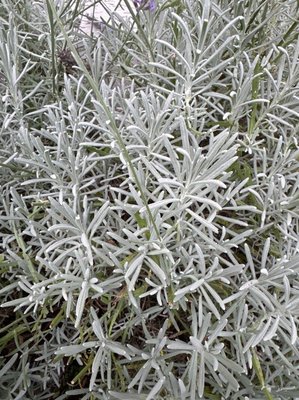 Lavandula × intermedia Emeric ex Loisel.: leaf