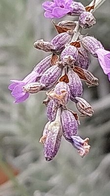 Lavandula × intermedia Emeric ex Loisel.: flower
