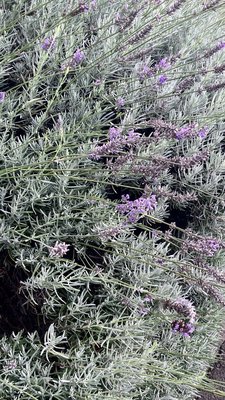 Lavandula × intermedia Emeric ex Loisel.: flower