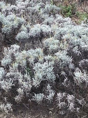 Lavandula × intermedia Emeric ex Loisel.: leaf
