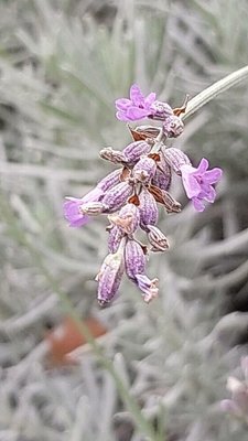 Lavandula × intermedia Emeric ex Loisel.: flower