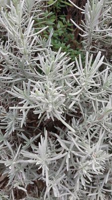 Lavandula × intermedia Emeric ex Loisel.: leaf