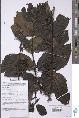Aidia rhacodosepala (K.Schum.) E.M.A.Petit