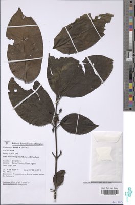 Aidia rhacodosepala (K.Schum.) E.M.A.Petit