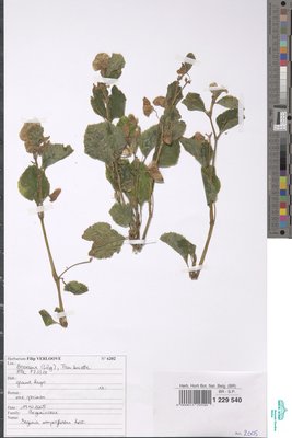 Begonia semperflorens Link & Otto