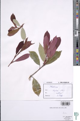 Photinia wrightiana Maxim.