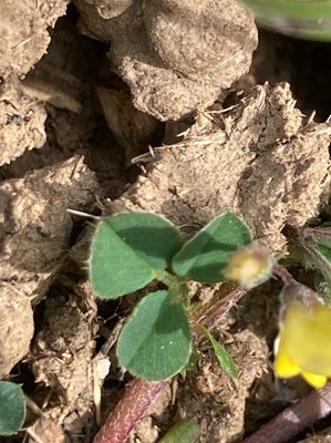 Medicago hybrida (Pourr.) Trautv.: leaf