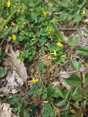 Medicago hybrida (Pourr.) Trautv.: flower