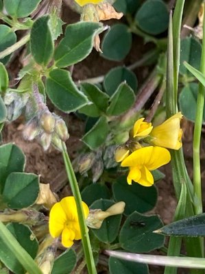 Medicago hybrida (Pourr.) Trautv.: flower