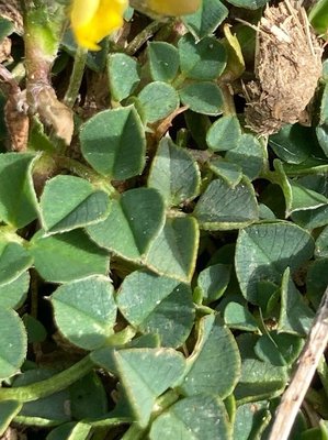 Medicago hybrida (Pourr.) Trautv.: leaf