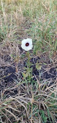 Hibiscus cannabinus L.: habit