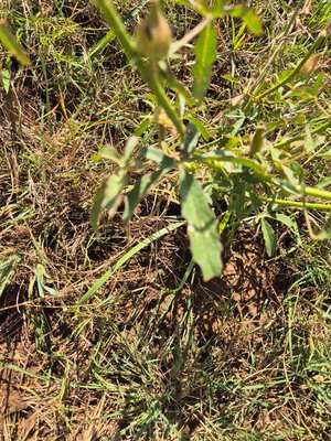 Hibiscus cannabinus L.: leaf