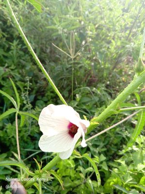 Hibiscus cannabinus L.: flower