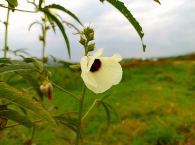 Hibiscus cannabinus L.: flower