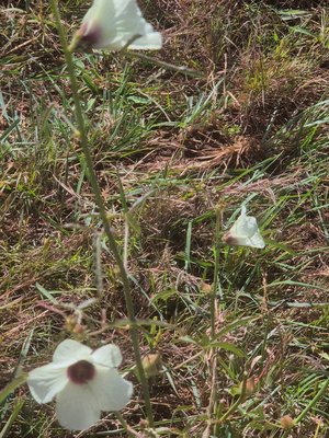 Hibiscus cannabinus L.: habit