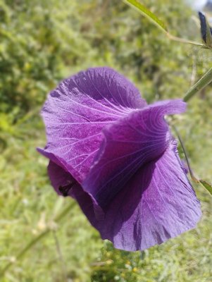 Hibiscus cannabinus L.: flower