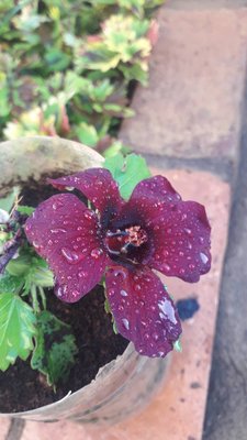 Hibiscus cannabinus L.: flower