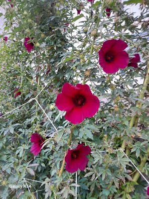 Hibiscus cannabinus L.: leaf