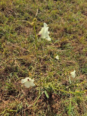 Hibiscus cannabinus L.: habit