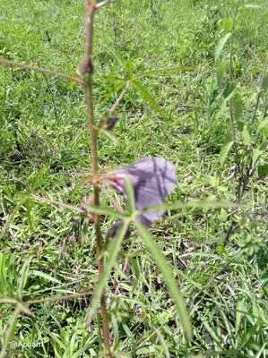 Hibiscus cannabinus L.: leaf