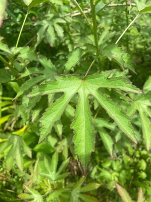 Hibiscus cannabinus L.: leaf