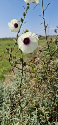 Hibiscus cannabinus L.: flower
