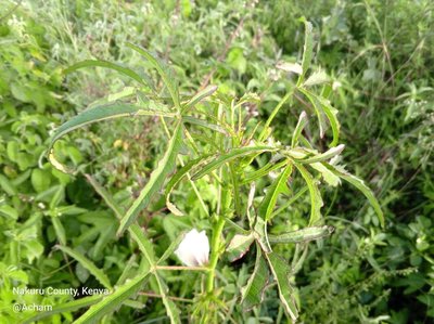 Hibiscus cannabinus L.: leaf