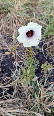 Hibiscus cannabinus L.: flower