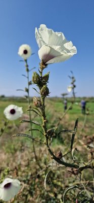 Hibiscus cannabinus L.: flower