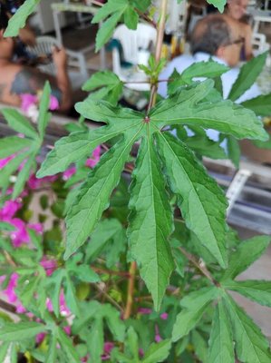 Hibiscus cannabinus L.: leaf